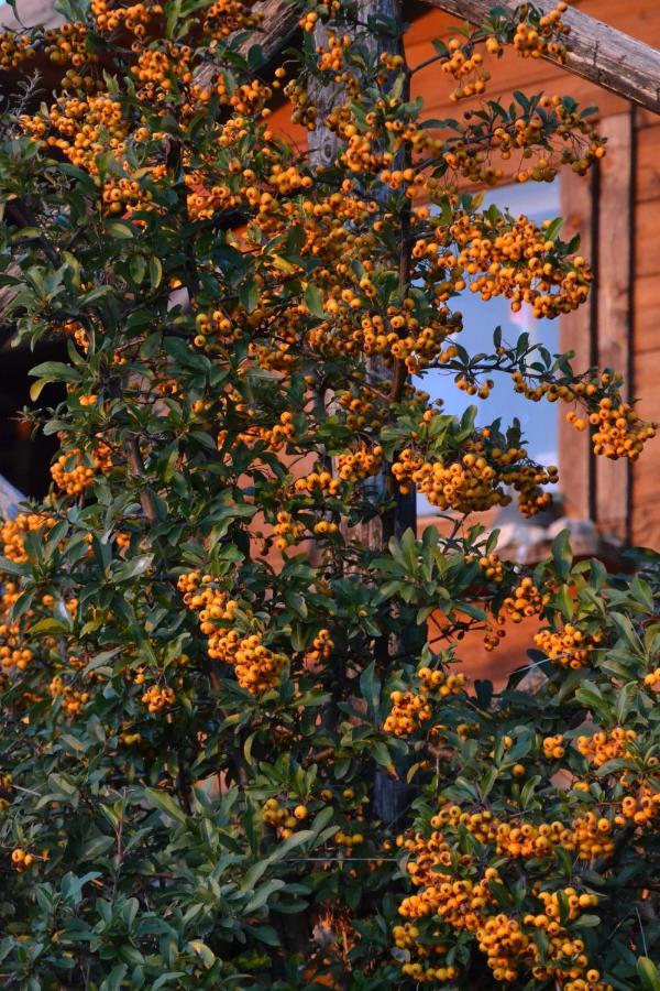 Locazione turistica villa delle Rose Assisi Esterno foto